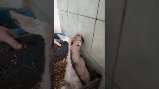 козлик родился. 25 марта. смотреть онлайн