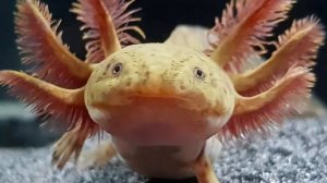 Как ухаживать за питомцем? Домашний АКСОЛОТЛЬ.