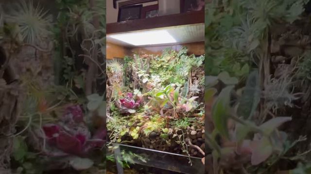 Paludarium: Tillandsia Pruinosa Seed Harvest