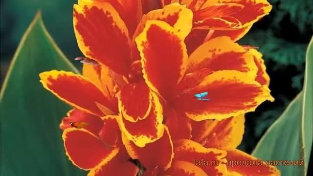 Канна карликовая Люцифер (lyutsifer lyutsifer) ? Люцифер обзор: как сажать, луковицы канну Люцифер смотреть онлайн