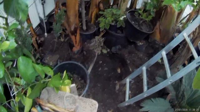 849-Co z owocującym bananem helens hybrid i poletkiem velutin,plumeria po kwitnięciu,kany stuttgart смотреть онлайн