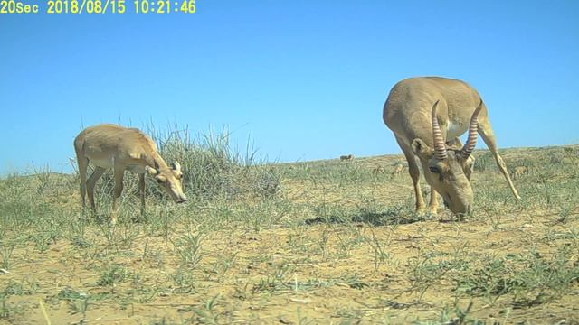 Приоткрывая заповедные двери...Осень в степи. смотреть онлайн