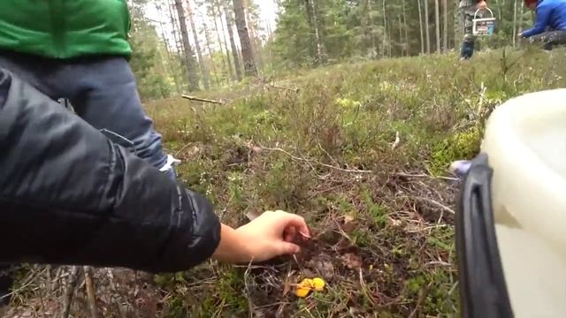Ягоды грибочки смотреть онлайн