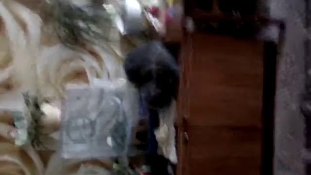 Моя кися играет с марковкой смотреть онлайн