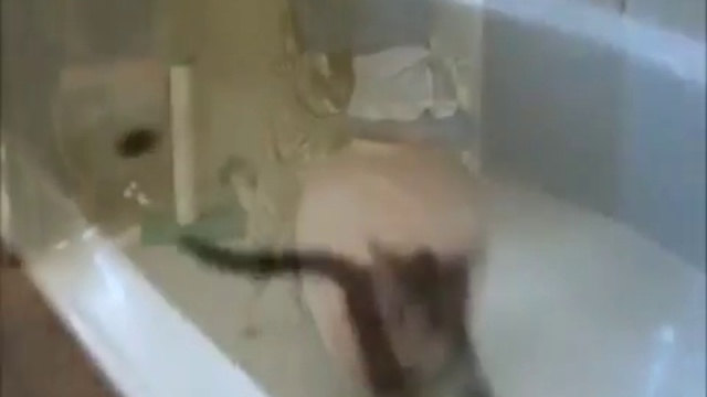 «Домашний питомец»