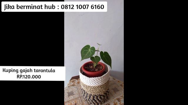 TANAMAN HIAS STOK PENGHABISAN || Bio.plants