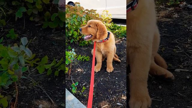 Я красивая собачка. #собака #golden #goldenretriever #Dog смотреть онлайн