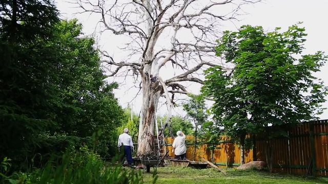 Вяз смотреть онлайн