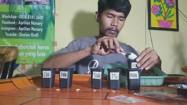 Hari Pertama Semai 6 Jenis Adenium ( desert rose / rosado deserto ) смотреть онлайн