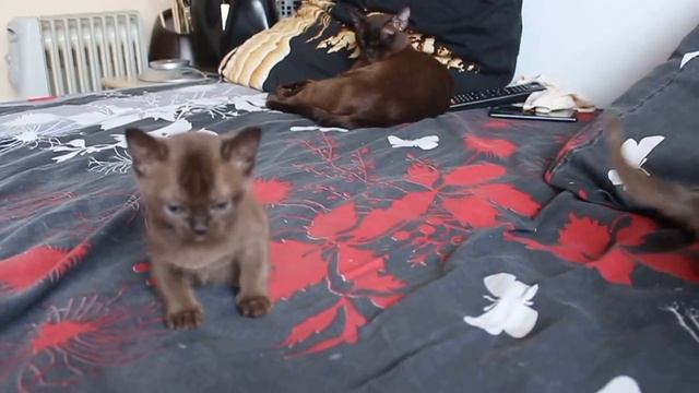 Бурма. Котята бурмы. Игра. 3 смотреть онлайн