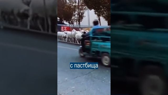 Гениальный повелитель овец из Киргизии стал звездой интернета смотреть онлайн