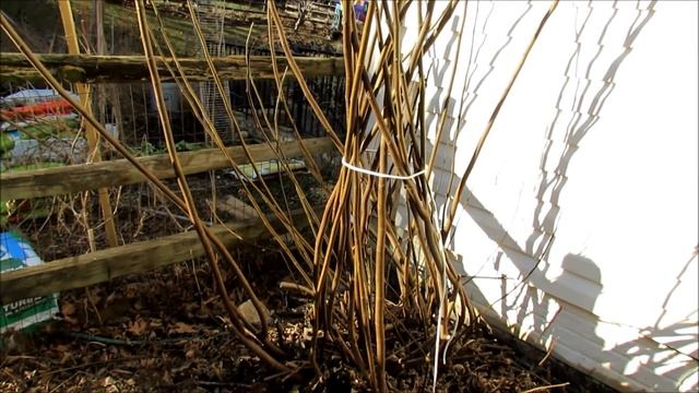 How to Wrap a Fig Tree for Winter Protection in Zone 7 - Tips, 3 layers, & Vented Top смотреть онлайн