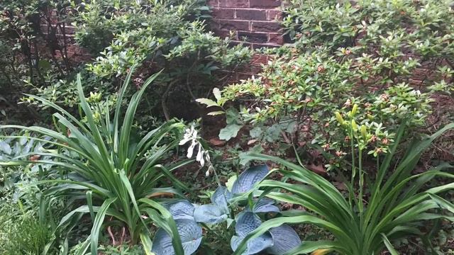 Melissa’s flowers June 2021 смотреть онлайн