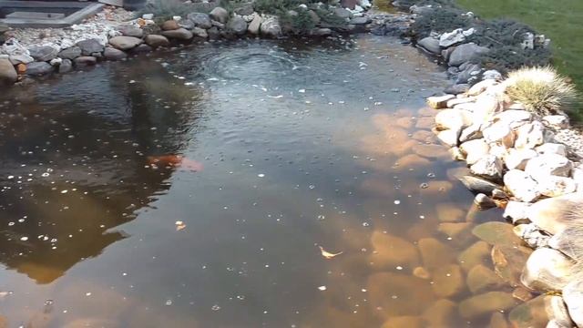 Скиммер в декоративном пруду/Skimmer in decorative pond смотреть онлайн