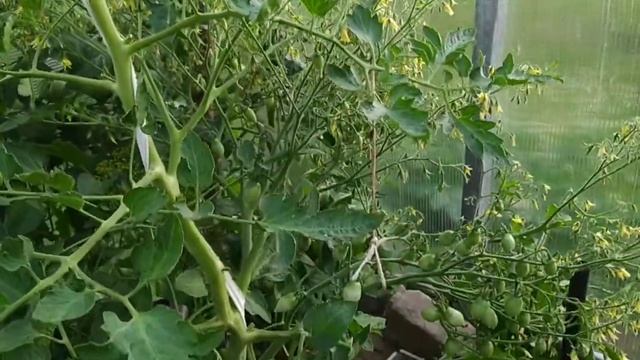 томат черри сумасшедшая вишня Барри. crazy barri cherry смотреть онлайн