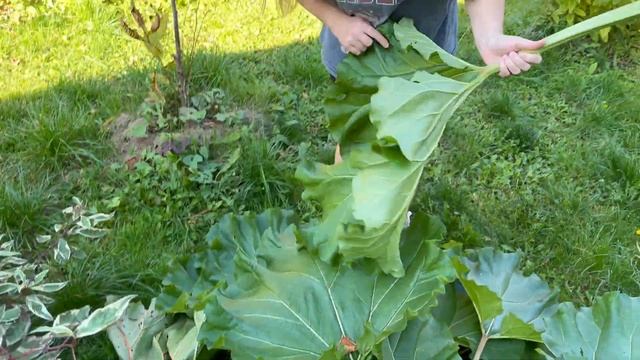 Домашний влог С МУЖЕМ НАСЛАЖДАЕМСЯ ЖИЗНЬЮ \ ПРОБУЕМ ПЕРВЫЙ РАЗ РЕВЕНЬ КАК АСКОРБИНКА смотреть онлайн