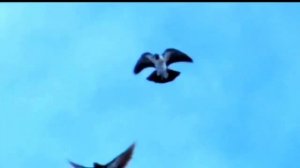 Для любителей николаевских голубей жаворонок и не только