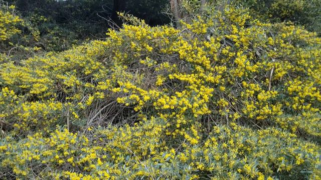Prostrate Acacia, a tough plant for tough slopes смотреть онлайн