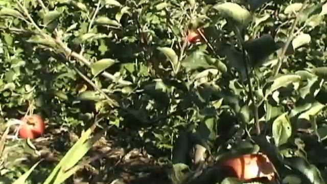 Sazhency Jablon' Kupit' Зимнее яблоко, сорт Джона Горед Супра.