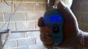 Бройлер Арбор Айкрес в 41 день