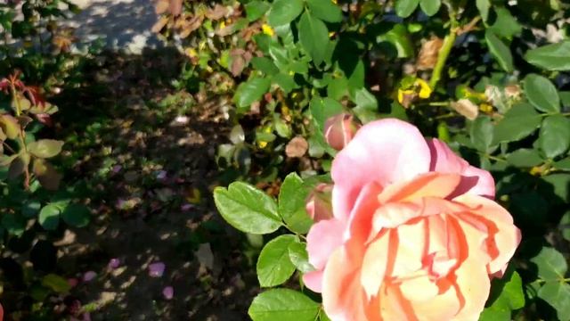 ОДЕССКИЙ БОТАНИЧЕСКИЙ САД смотреть онлайн