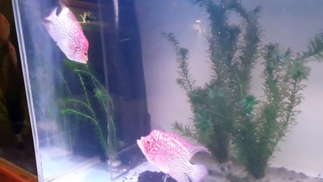 Сформированная пара Flower horn смотреть онлайн