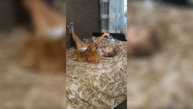 Портфель №5/2022 "Кошка и собака в одном доме: как подружить кошку с собакой" смотреть онлайн