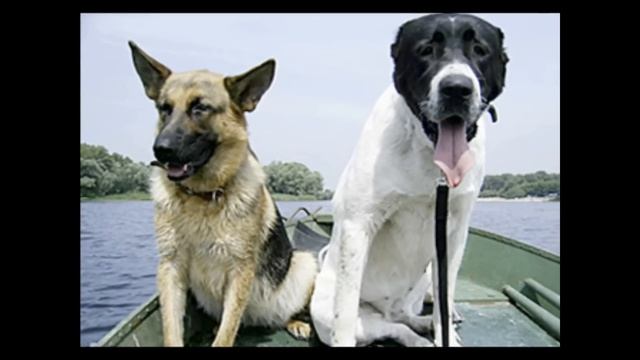 Среднеазиатская овчарка(central asian shepherd dog) ,питомник Совские Пруды смотреть онлайн