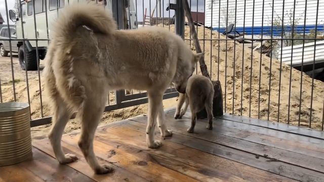 Реакция канадского волка Акелы на Западно сибирскую лайку смотреть онлайн