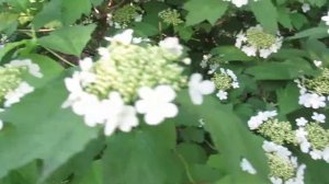 Чем опрыскать калину от тли