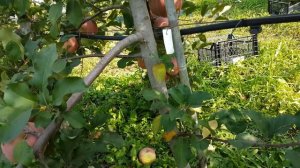 яблоня фуджи кику 8/Apple Fuji Kiku/