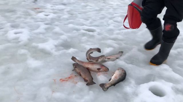 23 декабря 2022 г. смотреть онлайн