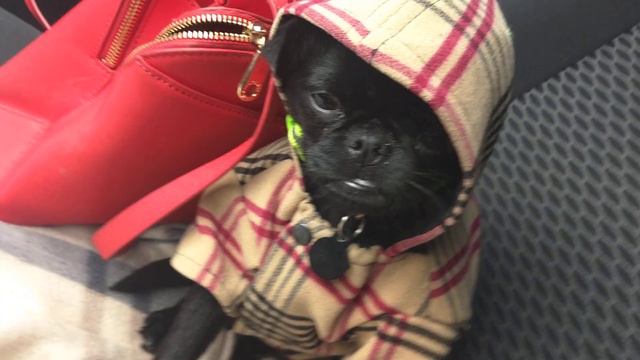 Цвет настроения - черный смотреть онлайн