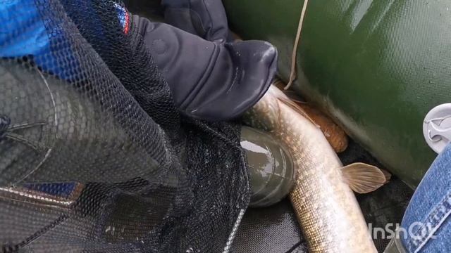 Щука на 5кг?осенний жор. Открытие по спиннингу 17 октября. Море щуки. Заготовка живца на зиму. смотреть онлайн