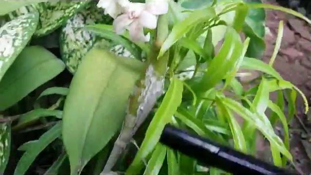 Flickingeria fimbriata - Dendrobium plicatile - unique species orchid - fragrant orchid смотреть онлайн