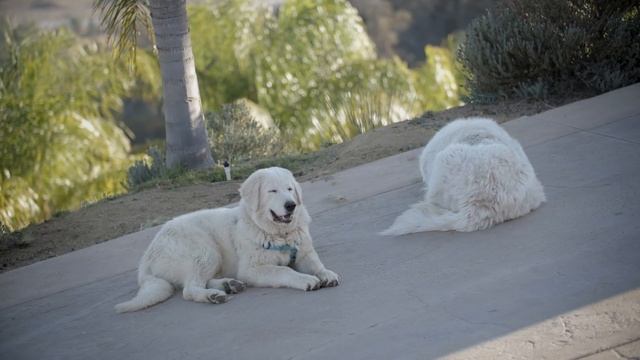 ALL ABOUT LIVING WITH MAREMMA SHEEP DOGS