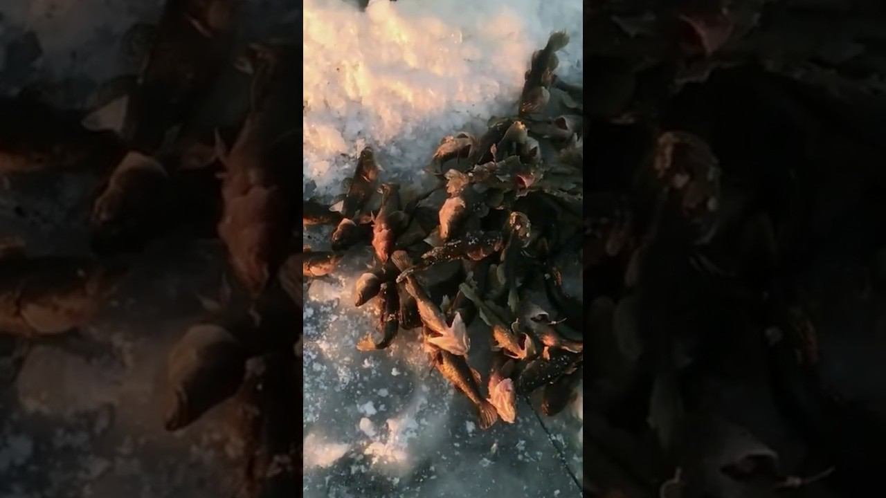 Две лунки две кучки ротана #ротан #рыбалкакстово смотреть онлайн