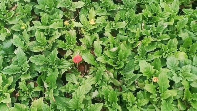 My Nursery Tour || Indoor Plant's || Pots || Croton Plants || Color full Flowers || Telugu || смотреть онлайн