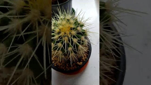 Echinocactus Grusonii (просто растет).