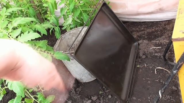 Как пережили мои томаты в теплице морозную ночь? Ольга Чернова. смотреть онлайн