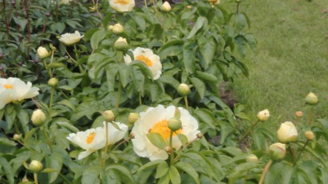 Roy Pehrsons's Best Yellow | R2 Flowers BV | Peonies смотреть онлайн