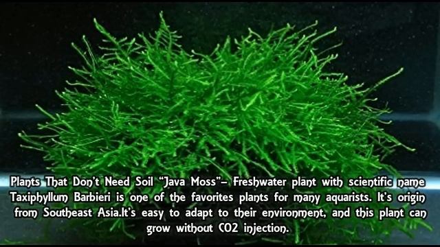 Aquarium Plants that grow without Soil Beginner Aquarium Plants without soil & co2 смотреть онлайн
