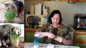 Как вырастить травку для кошек без земли