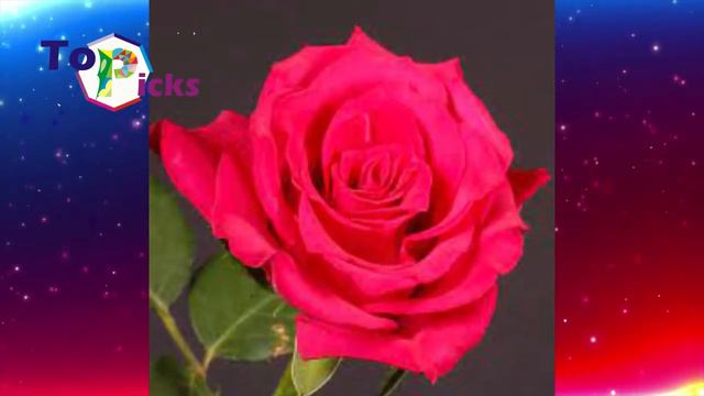 These Royal Princesses Inspire The Name Of These Flowers смотреть онлайн