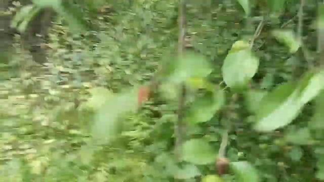 Яблоня обильное плодоношение что делать уход.Уход за яблоней во время плодоношения