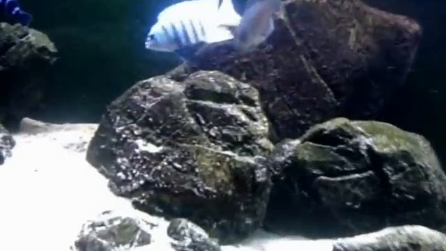 Labeotropheus Trewavasae Thumbi West Spawning Tarło смотреть онлайн