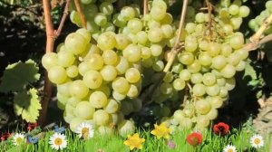 Виноград обыкновенный Краса Севера ? Обзор: посадка и уход. крупномеры: описание и особенности