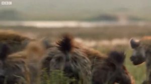 Гиены разрывают Льва. Жуть кровавая.