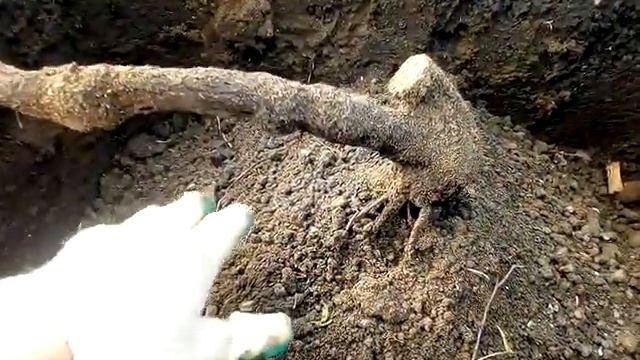 Пересадка многолетнего куста винограда смотреть онлайн
