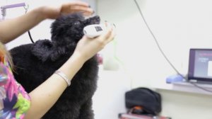 Стрижка пуделя - как побрить морду, лапы, пах. Особенности стрижки для дома